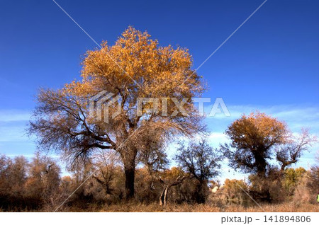 Autumn Poplar Trees Under Clear Blue Sky in Natural Landscape Autumn Poplar Trees Under Clear Blue Sky in Natural Landscape 141894806
