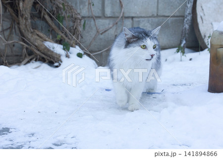 Fluffy Gray and White Cat Standing in Fresh Snow Outdoors Fluffy Gray and White Cat Standing in Fresh Snow Outdoors 141894866