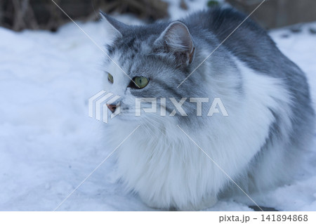 Gray and White Cat Portrait in Soft Winter Light Gray and White Cat Portrait in Soft Winter Light 141894868