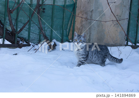 Young Gray Tabby Cat Walking Through Snow in a Winter Yard Young Gray Tabby Cat Walking Through Snow in a Winter Yard 141894869