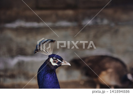 Close Portrait of a Blue Peacock with Elegant Head Crest 141894886