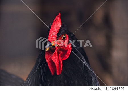 Black Rooster Portrait with Vivid Red Comb and Wattles Black Rooster Portrait with Vivid Red Comb and Wattles 141894891