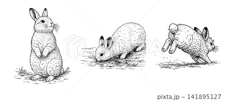 ウサギのペン画イラストセット(立つ・嗅ぐ・跳ぶ) ウサギのペン画イラストセット(立つ・嗅ぐ・跳ぶ) 141895127