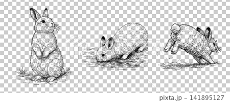 ウサギのペン画イラストセット(立つ・嗅ぐ・跳ぶ) ウサギのペン画イラストセット(立つ・嗅ぐ・跳ぶ) 141895127