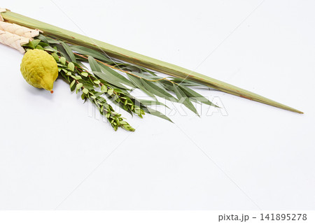 Sukkot four species lulav etrog hadass aravah Sukkot four species lulav etrog hadass aravah 141895278