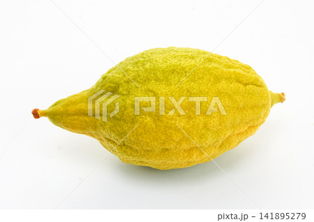 Etrog citron fruit for sukkot ritual Etrog citron fruit for sukkot ritual 141895279