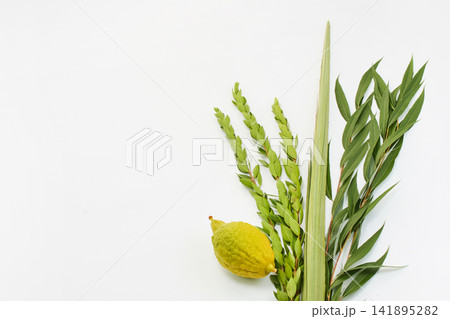 Four species lulav, etrog, hadass, aravah for sukkot holiday 141895282