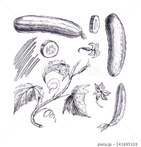 Cucumber set with whole fruits, flowers, leaves, vines Isolated hand drawn graphite pencil sketch. A botanical culinary element for organic food packaging, recipe designs, and botanical art print. Cucumber set with whole fruits, flowers, leaves, vines Isolated hand drawn graphite pencil sketch. A botanical culinary element for organic food packaging, recipe designs, and botanical art print. 141895328