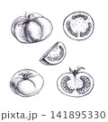 Tomato set with half, slices, wedge, and whole fruits hand drawn graphite pencil shading sketch. A Isolated botanical culinary element for organic food packaging, recipe designs and botanical prints. 141895330