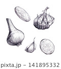 Onion rings, garlic clove, onion bulb, whole head hand drawn Isolated graphite pencil shading sketch. Botanical culinary element for organic food packaging, recipe book art, restaurant art menus 141895332