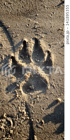 Footprint in sand on a beach during sunset shows animal track 141895355