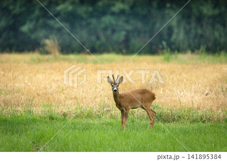 A roe deer stands in the meadow 141895384