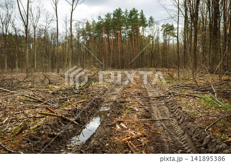 Tree cutting site in forest with dirt road 141895386