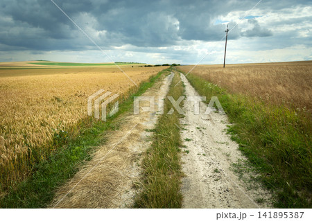 Dirt road in a grain field and a cloudy sky Dirt road in a grain field and a cloudy sky 141895387