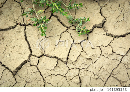 A green plant on cracked, dry earth A green plant on cracked, dry earth 141895388
