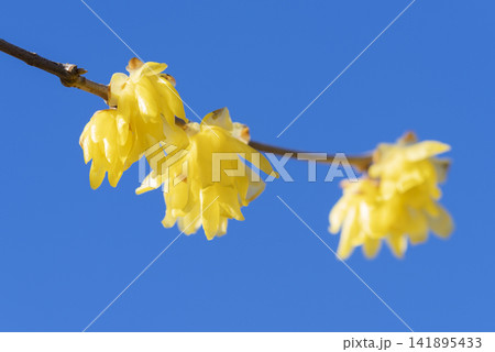 ロウバイの花 141895433