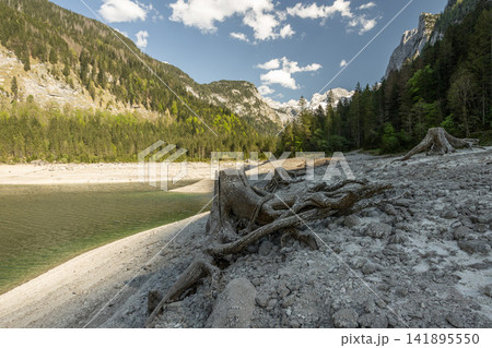 Mountain lake shore with exposed tree stumps and roots due to low water level 141895550