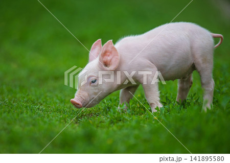 Adorable pink pig exploring a lush green grassy field Adorable pink pig exploring a lush green grassy field 141895580