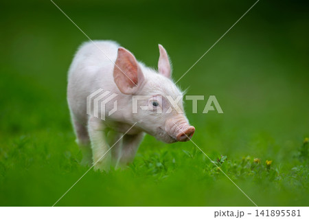 Adorable pink pig exploring a lush green grassy field 141895581