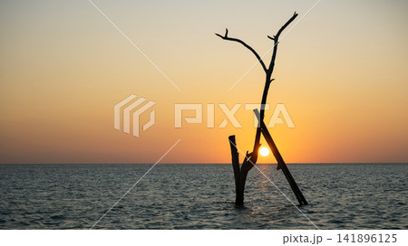Silhouette of a dead leafless tree standing in the ocean water at sunset. Bright sun shining through wooden branches against an orange evening sky. Dramatic nature sea for background Silhouette of a dead leafless tree standing in the ocean water at sunset. Bright sun shining through wooden branches against an orange evening sky. Dramatic nature sea for background 141896125