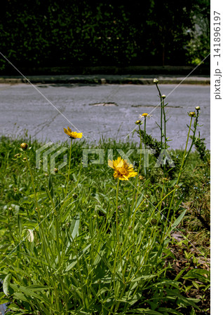 Blooming Coreopsis Grandiflora Plants with Yellow Flowers and Buds 141896197