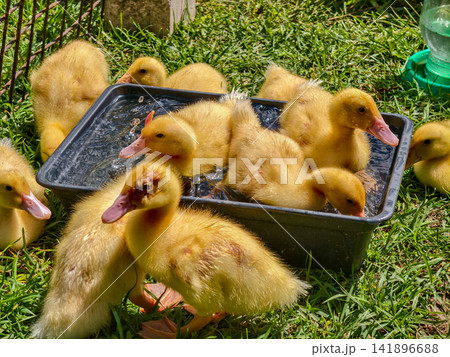 Many fluffy yellow baby ducklings are happily splashing and swimming in a black plastic tub filled with water, surrounded by green grass under the bright sun on a domestic rural farm. 141896688
