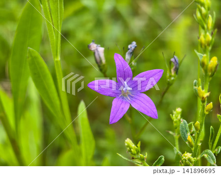 Purple spreading bellflower, also known as campanula patula, blooming with a green background, showing delicate petals and vibrant colors in natural light Purple spreading bellflower, also known as campanula patula, blooming with a green background, showing delicate petals and vibrant colors in natural light 141896695