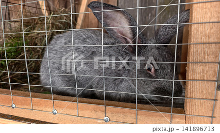 Grey rabbit in captivity sitting inside a wooden hutch behind metal wire mesh, surrounded by hay and looking directly out from inside its enclosure Grey rabbit in captivity sitting inside a wooden hutch behind metal wire mesh, surrounded by hay and looking directly out from inside its enclosure 141896713
