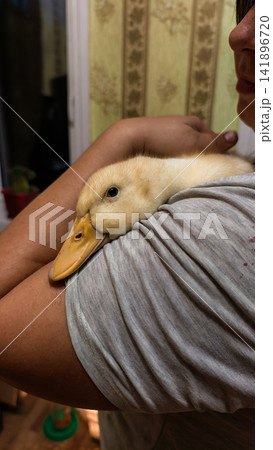 Person softly holding a small yellow duckling, its head resting on their shoulder, symbolizing tenderness and connection between human and domestic animal in an indoor environment Person softly holding a small yellow duckling, its head resting on their shoulder, symbolizing tenderness and connection between human and domestic animal in an indoor environment 141896720