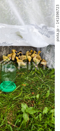 Small yellow and brown ducklings standing together on lush green grass next to a automatic waterer, portraying farm life, agriculture, and animal husbandry Small yellow and brown ducklings standing together on lush green grass next to a automatic waterer, portraying farm life, agriculture, and animal husbandry 141896723