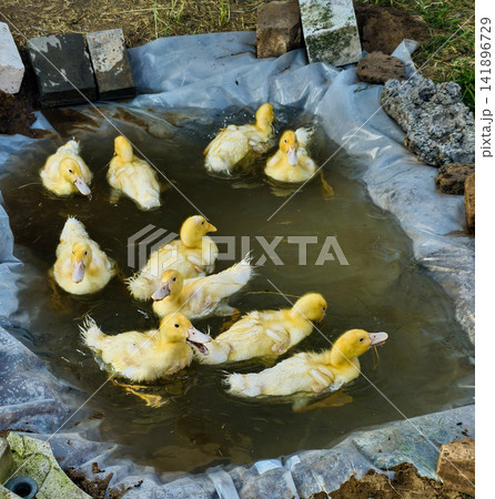 Yellow ducklings happily splashing and swimming together in a make-shift water pond on a farm, enjoying their natural habitat and displaying childhood innocence Yellow ducklings happily splashing and swimming together in a make-shift water pond on a farm, enjoying their natural habitat and displaying childhood innocence 141896729