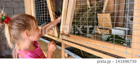 Young girl carefully extending her hand through the wire mesh, offering fresh green grass to fluffy domestic rabbits inside their outdoor wooden hutch on a rustic farm Young girl carefully extending her hand through the wire mesh, offering fresh green grass to fluffy domestic rabbits inside their outdoor wooden hutch on a rustic farm 141896730