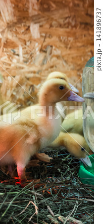 Yellow duckling is standing on straw bedding near a feeder and waterer, while other ducklings are visible in the background receiving warmth from a red heat lamp. Yellow duckling is standing on straw bedding near a feeder and waterer, while other ducklings are visible in the background receiving warmth from a red heat lamp. 141896737