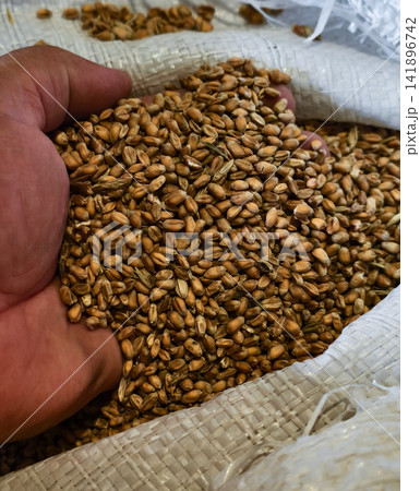 Farmer's hand scooping raw wheat grain from a harvest bag, symbolizing food production, agricultural wealth, and sustainable farming practices for global food security Farmer's hand scooping raw wheat grain from a harvest bag, symbolizing food production, agricultural wealth, and sustainable farming practices for global food security 141896742