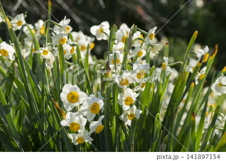 スイセンの花 141897154