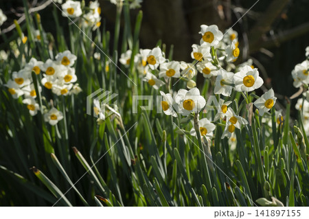 スイセンの花 スイセンの花 141897155