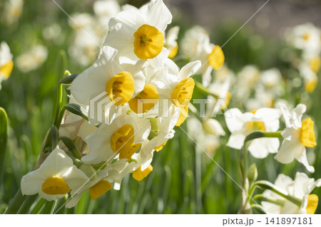 スイセンの花 スイセンの花 141897181