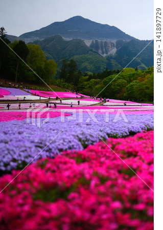 秩父羊山公園の芝桜の丘 秩父羊山公園の芝桜の丘 141897729