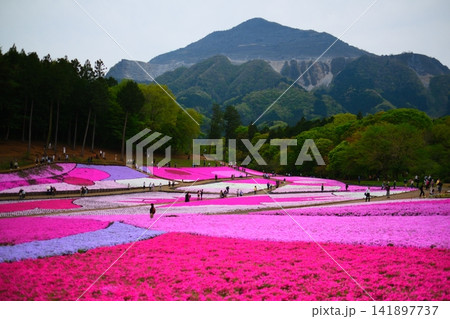 秩父羊山公園の芝桜の丘 141897737