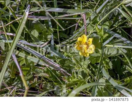Yellow Potentilla Indica Flower Among Green Grass and Leaves 141897875