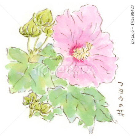 夏〜秋の植物、爽やかなピンク色の花を咲かせるフヨウ(芙蓉)の水彩画イラスト 夏〜秋の植物、爽やかなピンク色の花を咲かせるフヨウ(芙蓉)の水彩画イラスト 141898427