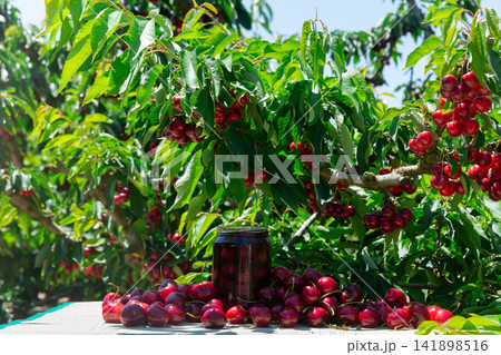 Harvested and preserved sweet cherry in garden 141898516