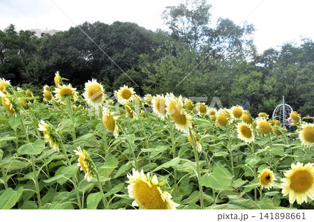 大阪市立長居植物園 大阪市立長居植物園 141898661