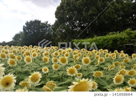 大阪市立長居植物園 大阪市立長居植物園 141898664