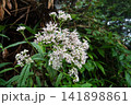 長野県燕岳ヒヨドリバナ高山にほどける白い糸 141898861