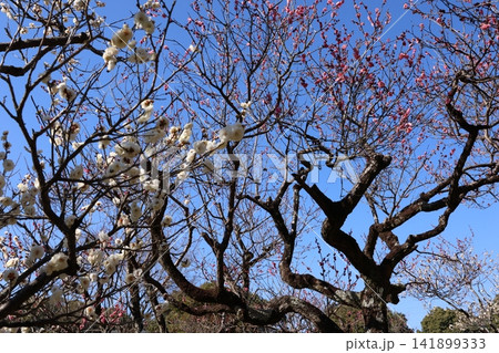 春を告げる梅の花 春を告げる梅の花 141899333