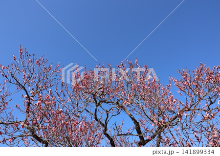 春を告げる梅の花 春を告げる梅の花 141899334