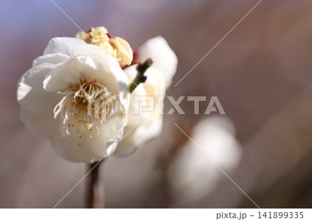 春を告げる梅の花 春を告げる梅の花 141899335