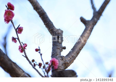 春を告げる梅の花 春を告げる梅の花 141899348