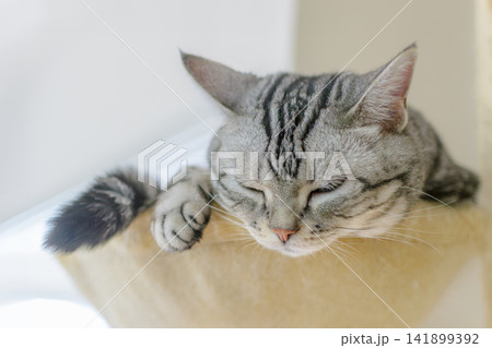 キャットタワーのハンモックでお昼寝中の猫のアップ キャットタワーのハンモックでお昼寝中の猫のアップ 141899392